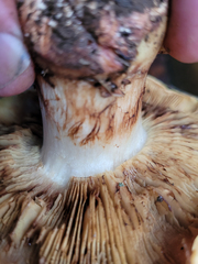 Cortinarius vellingae