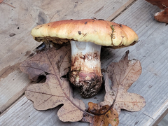 Cortinarius vellingae