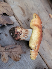 Cortinarius vellingae