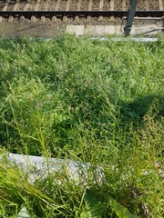 Poa