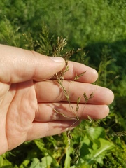 Poa