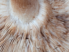 Tricholoma subannulatum