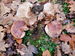 Tricholoma subannulatum