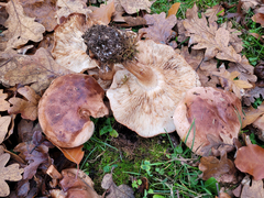 Tricholoma subannulatum