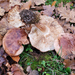 Tricholoma subannulatum - Photo (c) Bruce Newhouse, algunos derechos reservados (CC BY-NC-ND), subido por Bruce Newhouse