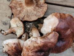 Tricholoma subannulatum