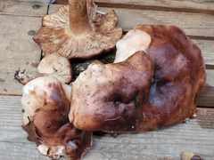 Tricholoma subannulatum