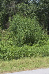 Ambrosia trifida trifida