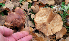 Tricholoma subannulatum