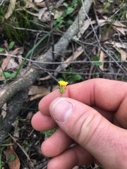 Leptorhynchos nitidulus