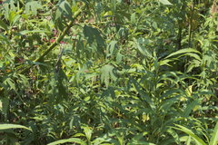 Ambrosia trifida trifida