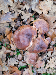 Tricholoma subannulatum