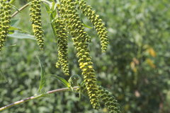 Ambrosia trifida trifida