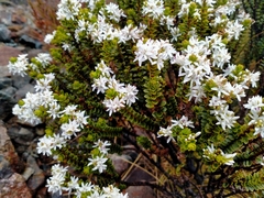 Veronica pauciramosa