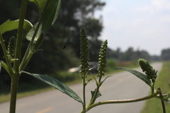 Ambrosia trifida trifida
