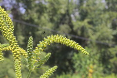 Ambrosia trifida trifida