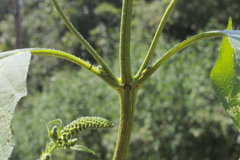 Ambrosia trifida trifida