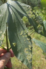 Ambrosia trifida trifida