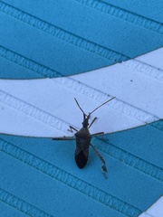 Leptoglossus oppositus