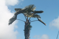 Coccothrinax yunquensis