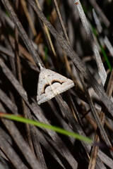 Dichromodes euscia