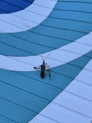 Leptoglossus oppositus