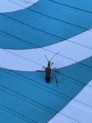 Leptoglossus oppositus