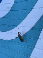 Leptoglossus oppositus