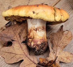 Cortinarius vellingae