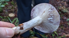 Lactarius pallescens