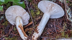 Lactarius pallescens