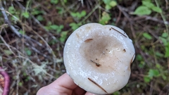Lactarius pallescens