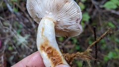Lactarius pallescens