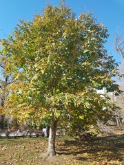 Aesculus hippocastanum