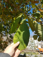 Aesculus hippocastanum
