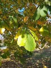 Aesculus hippocastanum