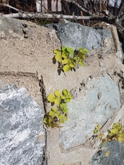 Chelidonium asiaticum