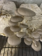 Pleurotus columbinus