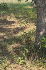 Tridens flavus flavus