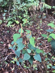 Homalanthus stillingiifolius
