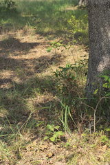 Tridens flavus flavus