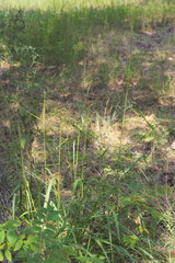 Tridens flavus flavus