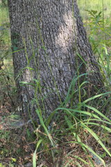 Tridens flavus flavus