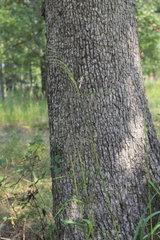 Tridens flavus flavus