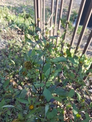 Bidens frondosa
