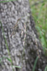 Tridens flavus flavus