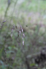 Tridens flavus flavus