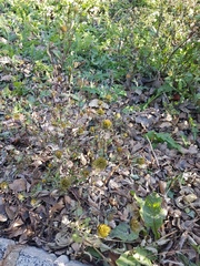 Bidens frondosa