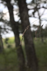 Tridens flavus flavus