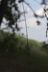 Tridens flavus flavus